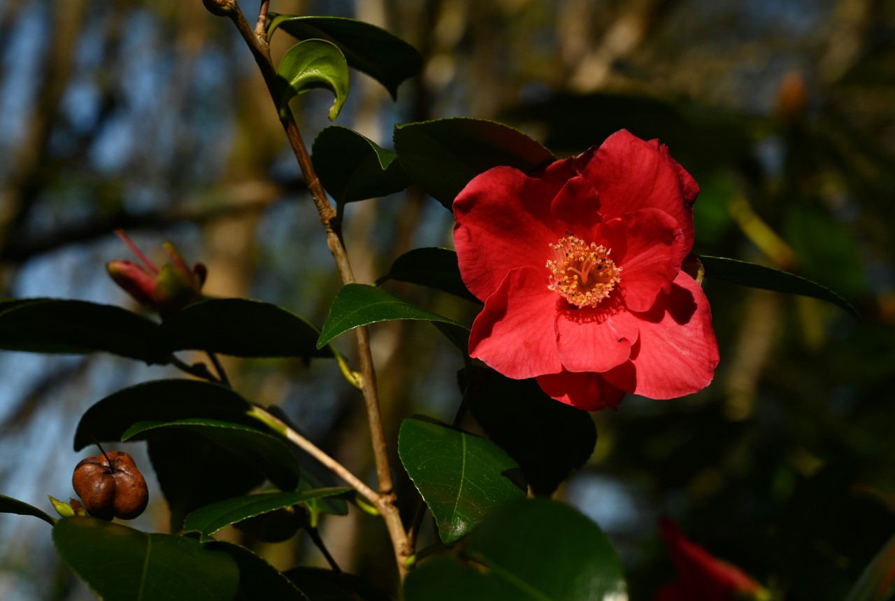 C. japonica 'Jupiter' AGM